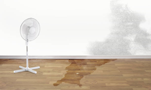 Best Water damage restoration company  in Lena, IL